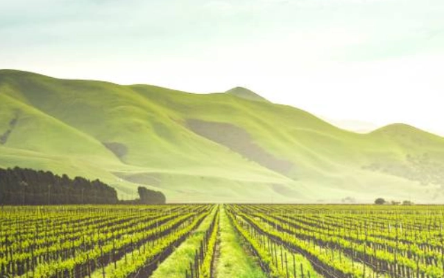 3 kampus australia untuk kuliah agribisnis
