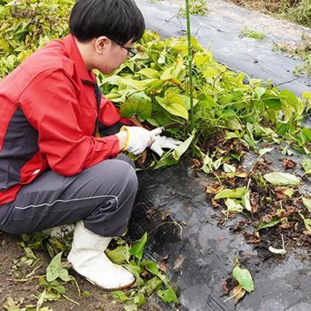 Foto Kyoto University of Advanced Science