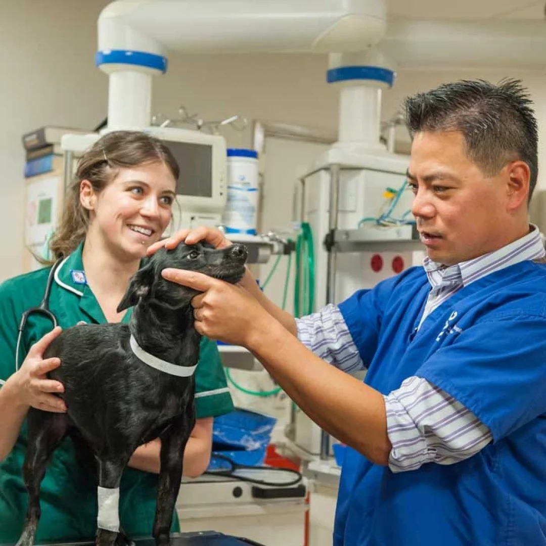 Royal Veterinary College (RVC), University of London Royal Veterinary College (RVC), University of London