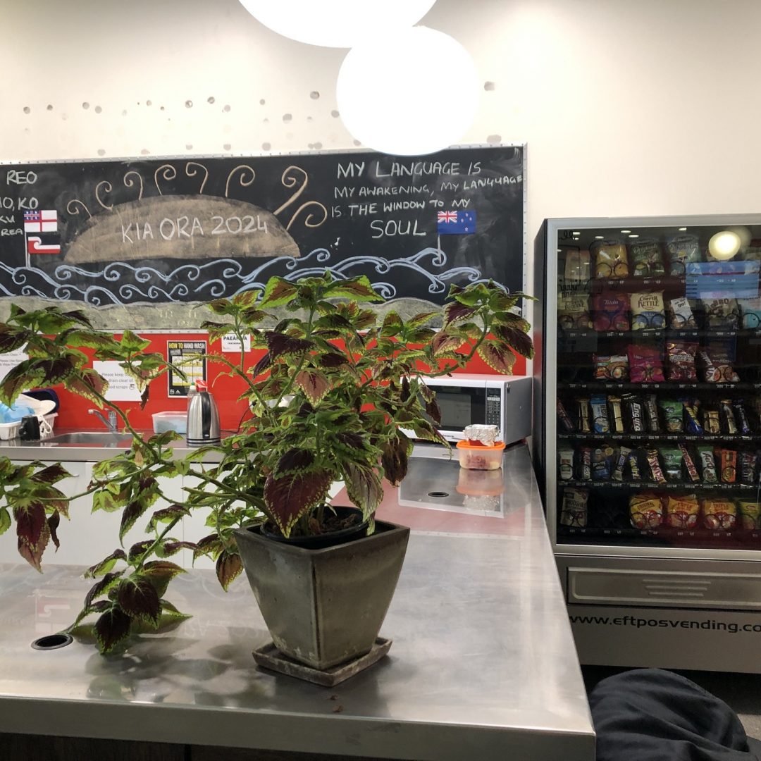 kitchenette-plants-v2